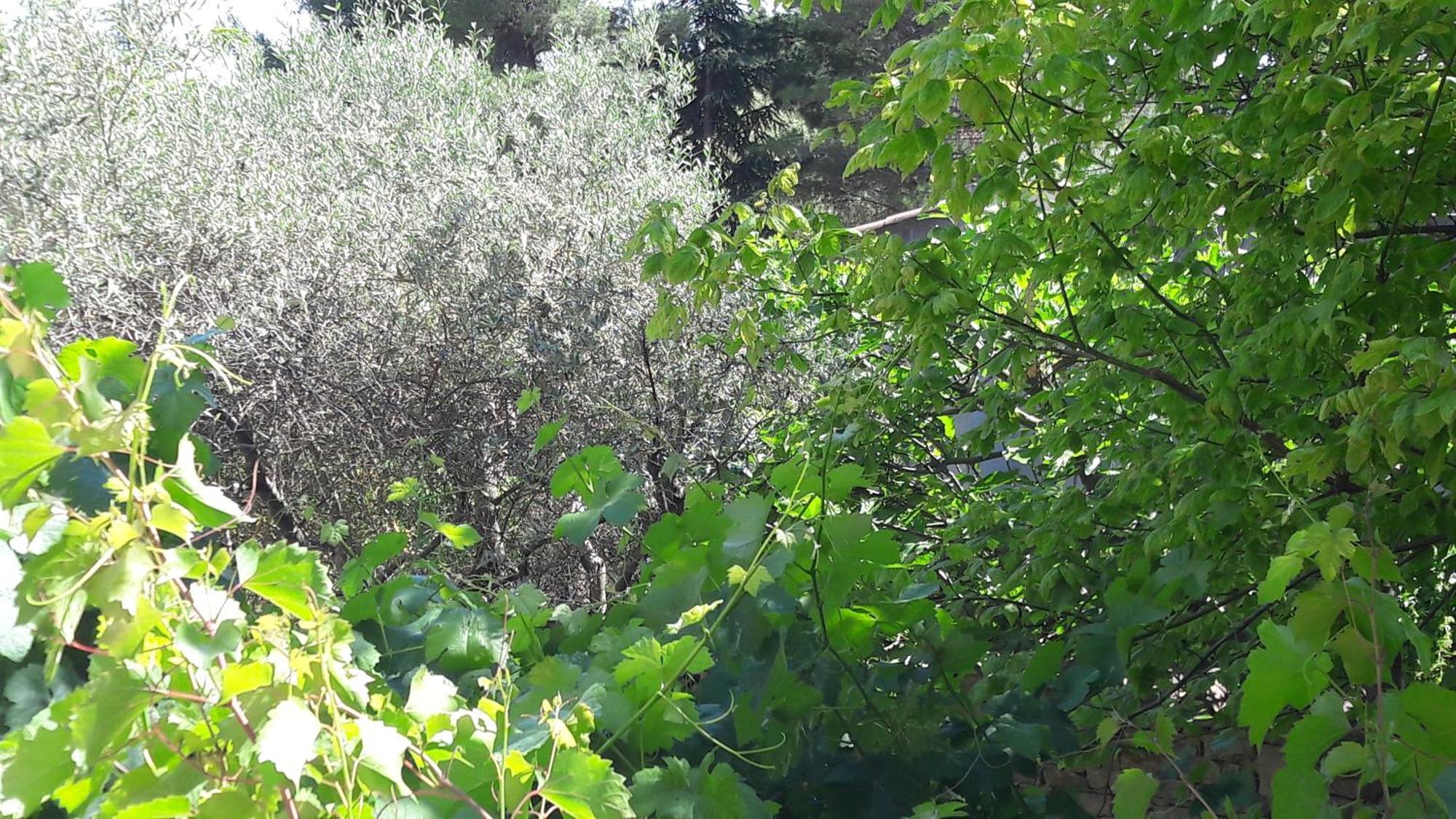 Bed and Breakfast Bastide Sainte Agnès à Carpentras Extérieur photo